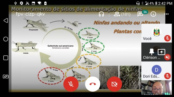 Treinamento do Mapa detalha desenvolvimento dos gafanhotos