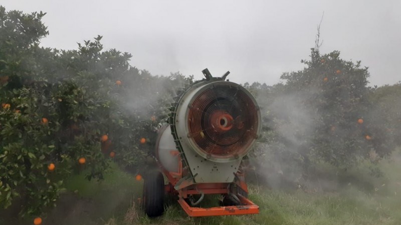 Produtores da Argentina aplicam o tratamento com acompanhamento do Senasa