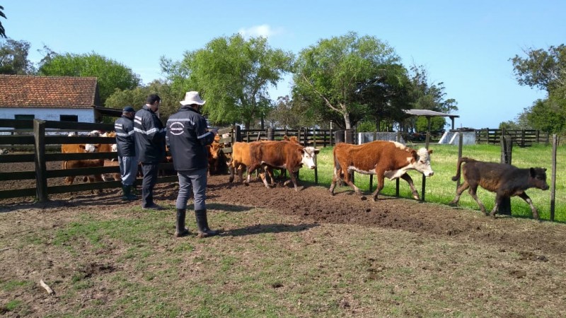 Fiscais estaduais agropecuários da Seapdr em operação de rotina do Programa Sentinela no município de Santa Vitória do Palmar