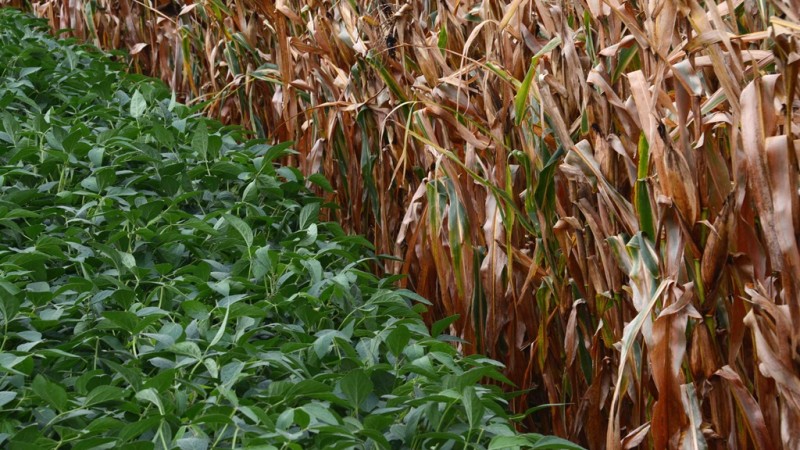 Prazos para uso dos estoques do Paraquate em posse dos agricultores variam de cultura para cultura e de acordo com a região.