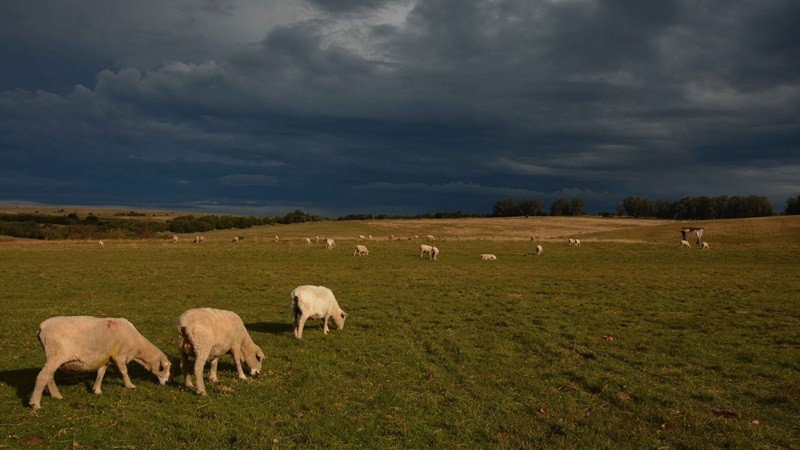 Ovelhas pastando em campo aberto gramado com céu nublado ao fundo