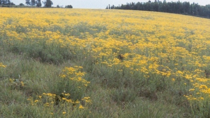 Campo de maria-mole em Bagé