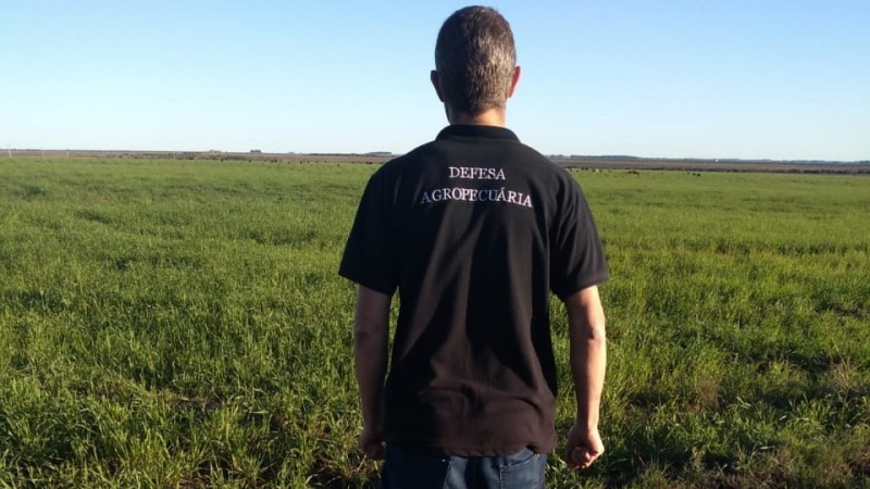 Fiscal agropecuário de costas observando campo aberto. Na camisa, está escrito "defesa agropecuária".