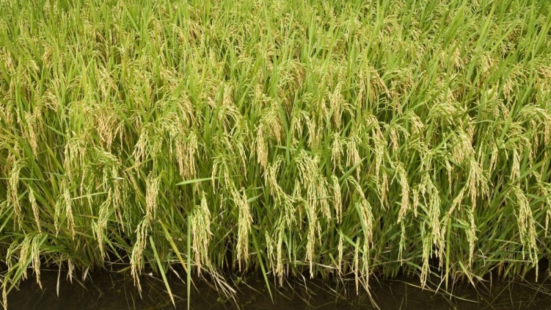 20130205152614arroz-revista-02.jpg