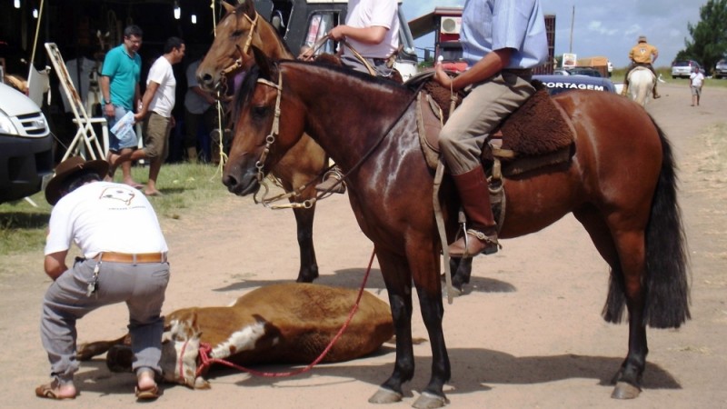 20130206123158foto-para-noticia-rodeio.jpg
