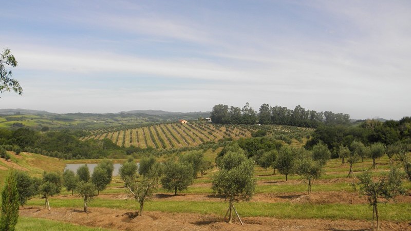 Várias árvores (oliveiras) enfileiradas. Umas ao longe, outras mais perto. Verde á a cor que predomina.