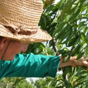 frutiferas veranópolis