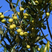 olivas em uma oliveira