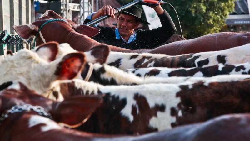 O estudo destaca a importância da agropecuária para a economia gaúcha