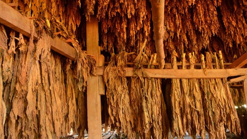 folhas de tabaco secando penduradas