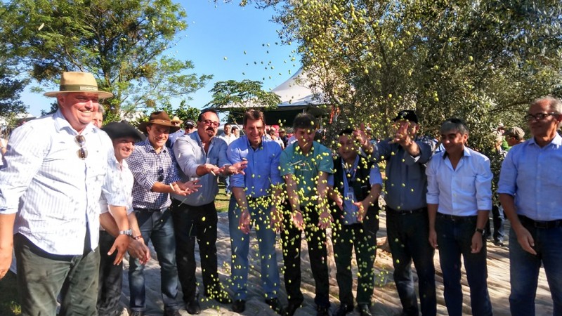 olivas