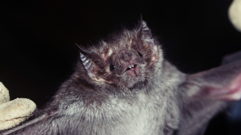 Desmodus rotundus