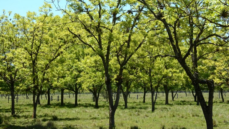 Primeira abertura oficial da colheita de noz-pecã será em Anta Gorda