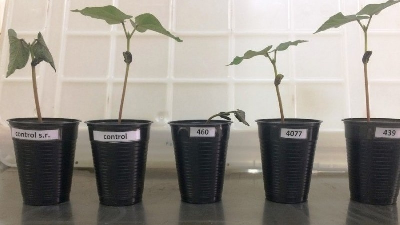 Resultados da pesquisa foram publicados este mês na revista científica Plant and Soil, referência internacional na área