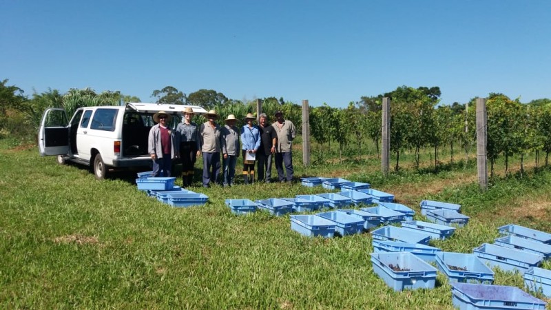 Num parreiral, grupo de pesquisadores posa junto a caixas de plástico cheias de uvas recém-colhidas