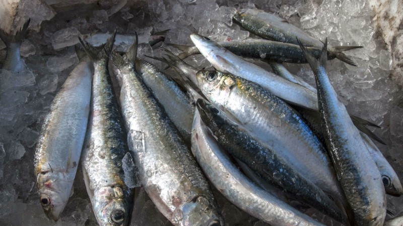 A programação integra a Semana do Pescado e tem apoio da Sepdr