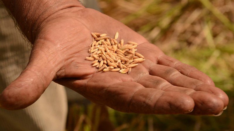 Plantar sementes sem registro acarreta sanções administrativas e multas aplicadas pela Seapdr e pelo Ministério da Agricultura