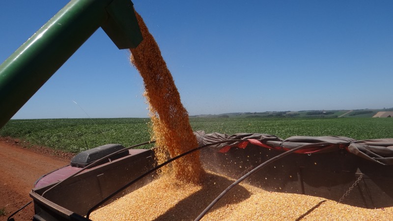 Soja está em fase final de colheita, restando 10% das áreas cultivadas, com produtividade média entre 3.900 e 4.500 kg/ha