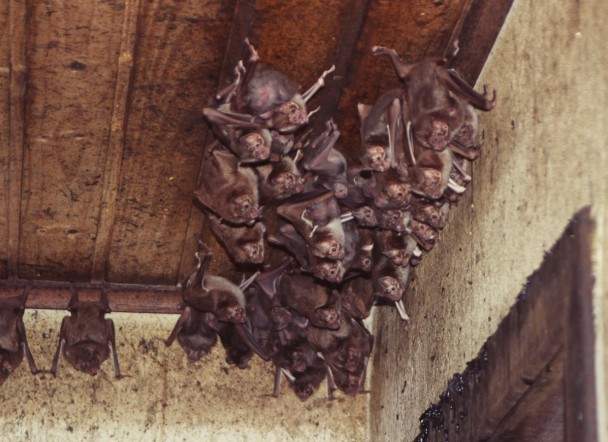 Grupo de morcegos no teto de uma casa abandonada