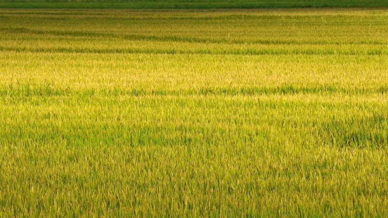 O Rio Grande do Sul é responsável por 70% do arroz produzido no Brasil, com 12 mil produtores