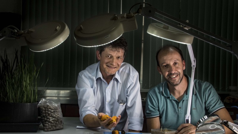 Os pesquisadores Adilson Tonietto e Gilson Schlindwein conseguiram reduzir o tempo de germinação de sementes de dois anos para cerca de um mês