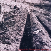 Funcionários escavam trincheiras para a plantação de parreirais no centro de pesquisa de Caxias do Sul (1929)