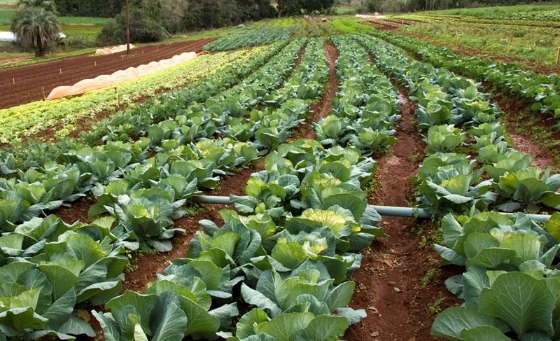 Agroecologia e Agricultura Sustentável - Secretaria da Agricultura ...