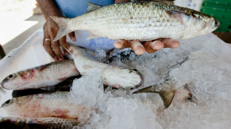 Tema do 3º Dia Estadual do Peixe, em Passo Fundo, será "A piscicultura como alternativa econômica para os produtores rurais”