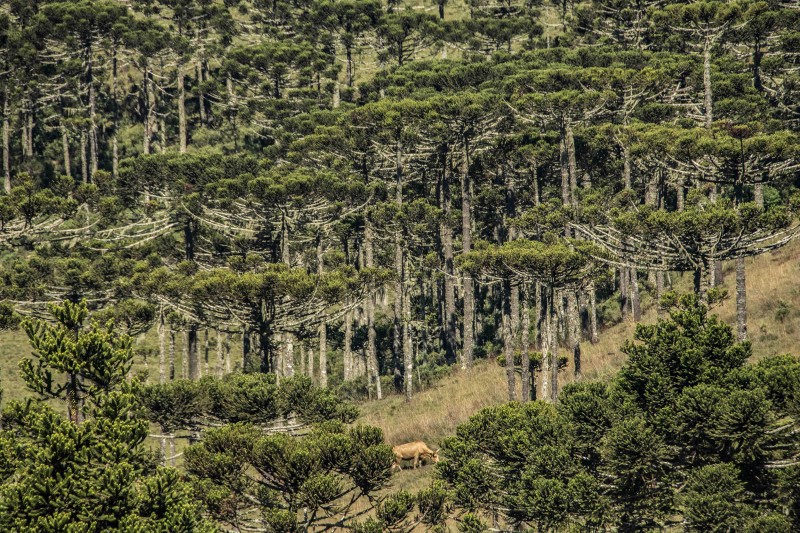 Espécie nativa, as araucárias compõem um retrato único nos Campos de Cima da Serra