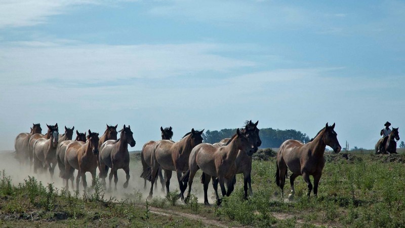 Cavalos no campo