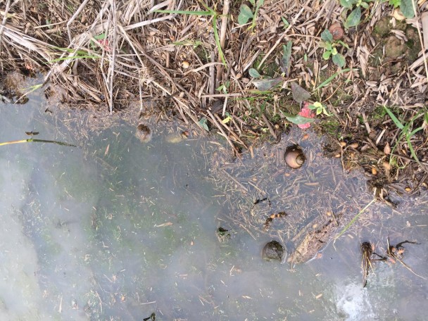 As equipes coletaram animais mortos por suposto envenenamento