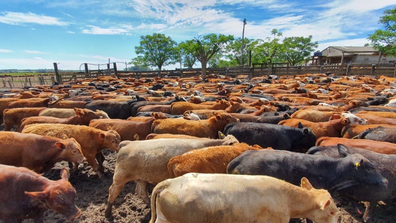 De janeiro até outubro deste ano, o total exportado de gado em pé para os países árabes foi de 123.092 animais