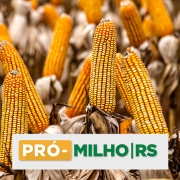 Campo com espigas de milho visíveis e título Pró-milho/RS