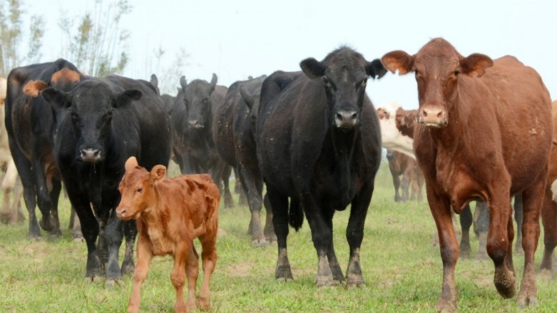 Bovinos da raça Aberdeen Angus