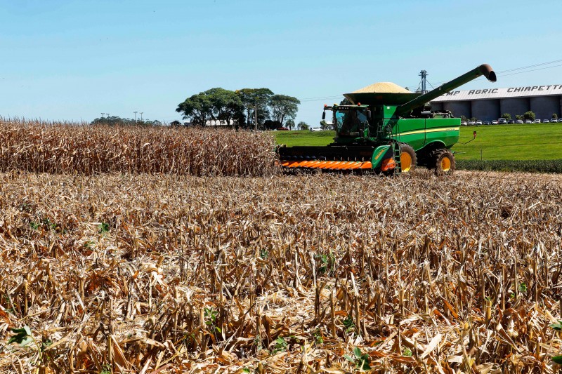 O RS conta com cerca de 180 mil produtores de milho. O cereal é exportado para 12 países, especialmente Espanha e Estados Unidos.