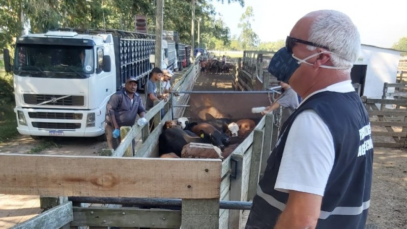 T&eacute;cnicos da Secretaria acompanham o embarque de 22 mil animais para a Jord&acirc;nia