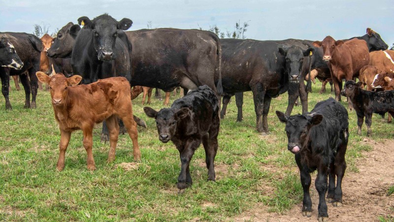 Mercado virtual oferece oportunidades de comercializa&ccedil;&atilde;o para pecuaristas, mas &eacute; preciso aten&ccedil;&atilde;o a detalhes para atrair clientes