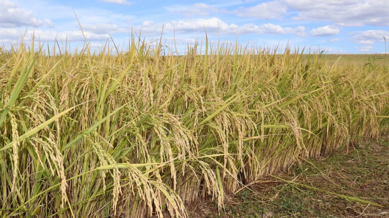 O objetivo da adoção de um sistema de plantio direto é basear a agricultura em processos e menos em insumos