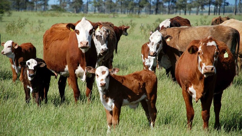Aplicativo BOVCRIA quer avaliar a eficiência reprodutiva e produtiva de rebanhos de cria, através do cálculo de taxas