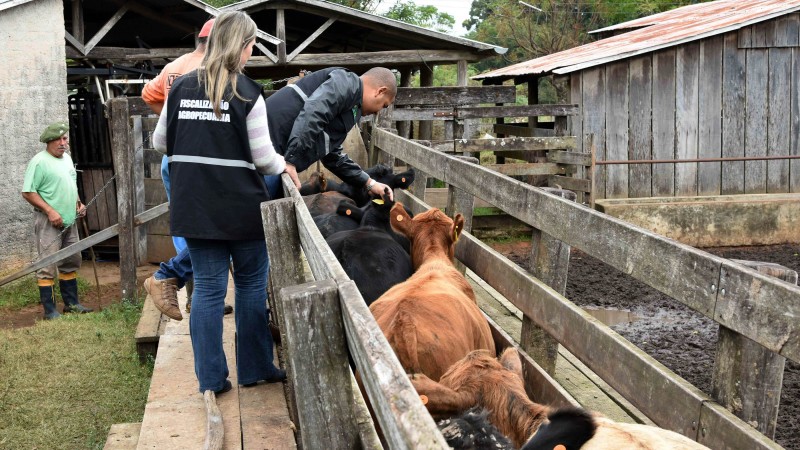 Fiscais agropecuários examinam bois numa propriedade