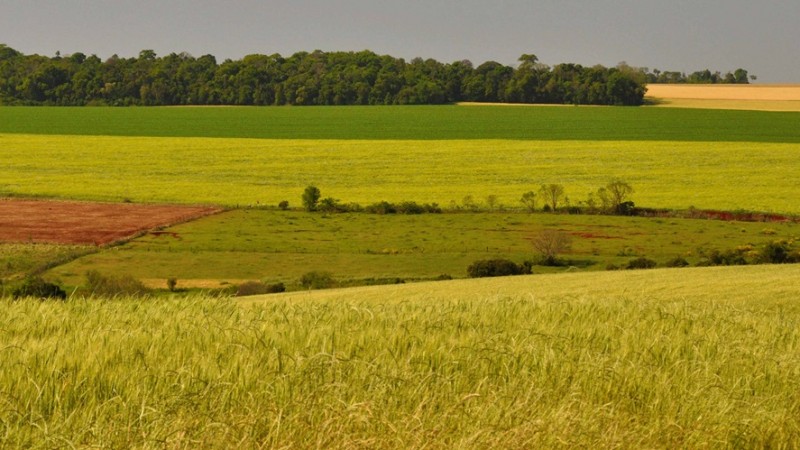 Trigo e canola começam a ser plantados no RS, segundo Relatório Semanal, elaborado pela Emater, Irga e Seapdr
