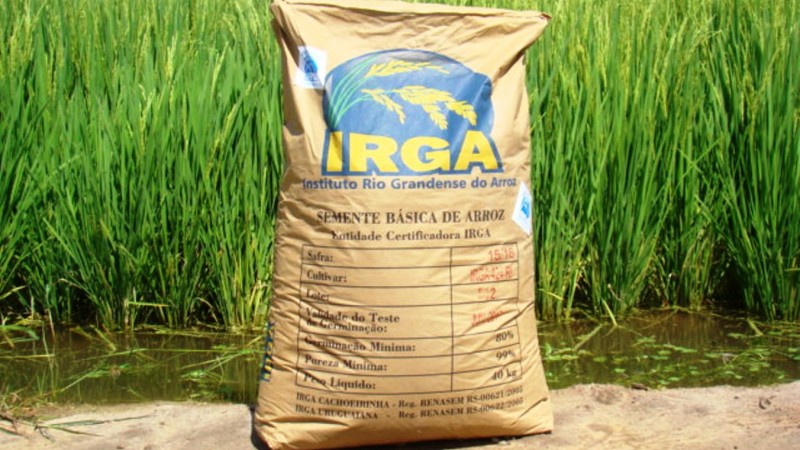 Sementes certificadas da cultivar IRGA 424 RI