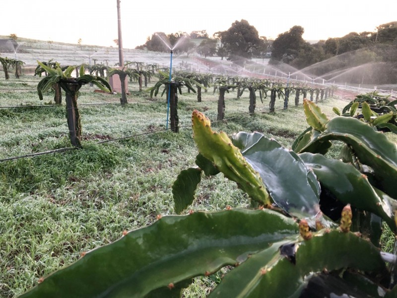 Irrigação auxilia na produção de frutíferas durante o período de inverno