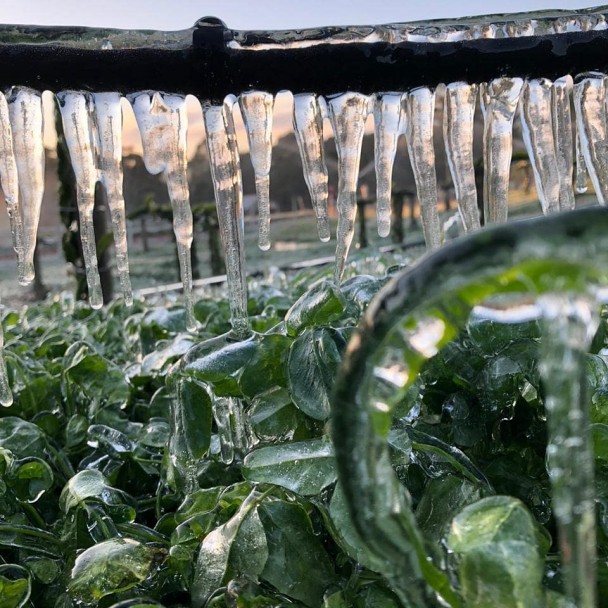 temperaturas abaixo de zero causam danos severos podendo resultar na morte das plantas ou parte delas