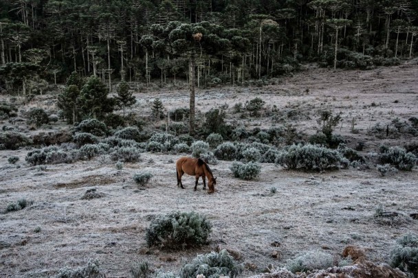 O pasto nativo reduz no frio, sendo indicado o cultivo de espécies resistentes às geadas, como a aveia e o azevém