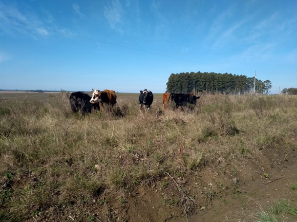 No primeiro dia de fiscalização, 5 bovinos foram apreendidos por estarem soltos na beira da estrada.