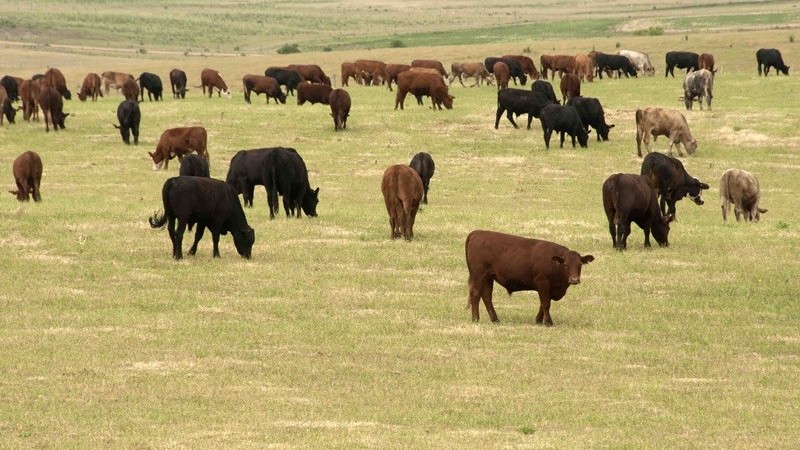 Campo com várias cabeças de gado pastando