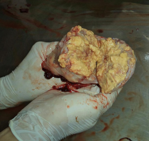 carne com lesões de tuberculose