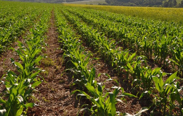 As sementes de milho e sorgo do Programa Troca-Troca vão ser distribuídas primeiros para as regiões que fazem a semeadura no calendário de cultivo mais cedo