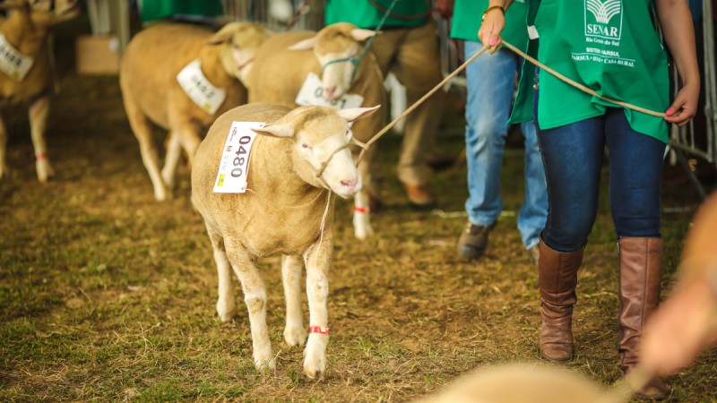 Ovinos em julgamento durante uma expointer